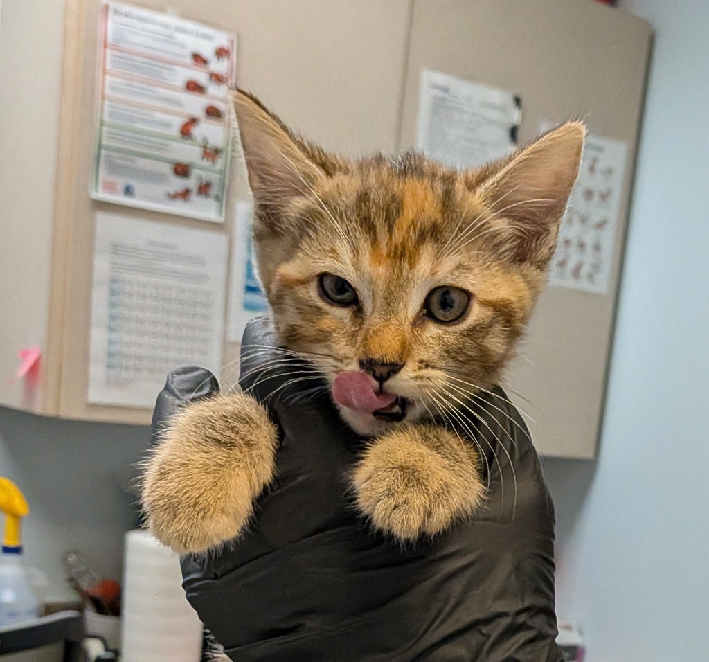 Shelter Stray Female Cat last seen Near Grove Avenue, Imperial Beach, CA, 91932, 5500 Gaines St, San Diego, CA 92110, USA