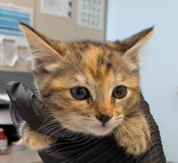Shelter Stray Female Cat last seen Near Grove Avenue, Imperial Beach, CA, 91932, 5500 Gaines St, San Diego, CA 92110, USA