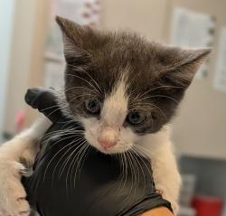 Shelter Stray Male Cat last seen Near Grove Avenue, Imperial Beach, CA, 91932, 5500 Gaines St, San Diego, CA 92110, USA