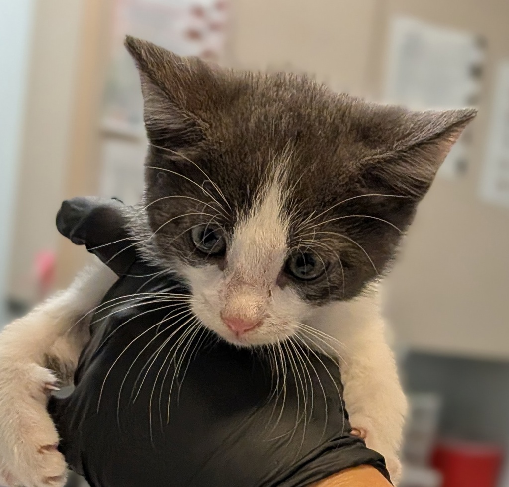 Shelter Stray Male Cat last seen Near Grove Avenue, Imperial Beach, CA, 91932, 5500 Gaines St, San Diego, CA 92110, USA