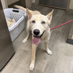 Shelter Stray Male Dog last seen Oceanview Avenue, San Diego, CA, 92113, 5500 Gaines St, San Diego, CA 92110, USA
