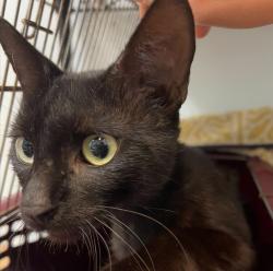 Shelter Stray Male Cat last seen Market Street, San Diego, CA, 92102, 5500 Gaines St, San Diego, CA 92110, USA
