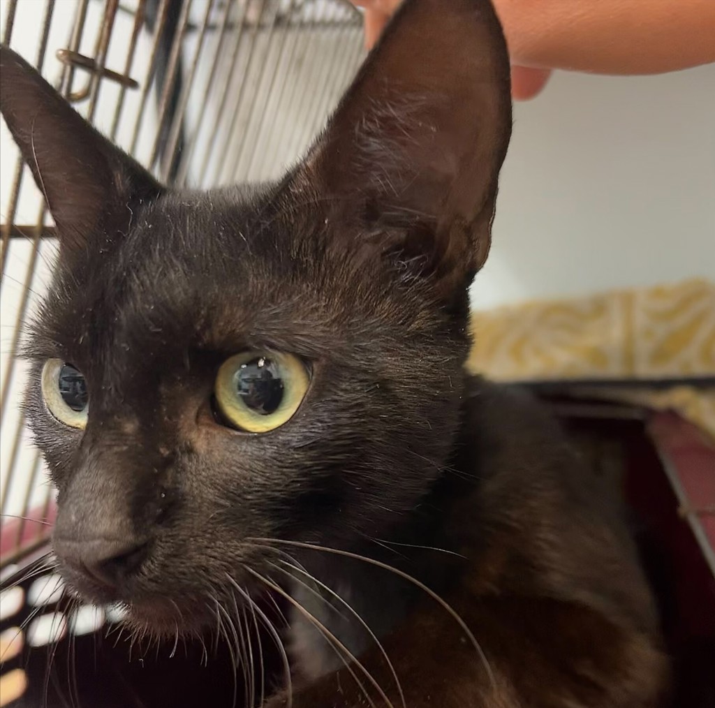 Shelter Stray Male Cat last seen Market Street, San Diego, CA, 92102, 5500 Gaines St, San Diego, CA 92110, USA