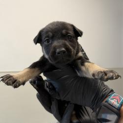 Shelter Stray Female Dog last seen Near El Cajon Boulevard, San Diego, CA, 92104, 5500 Gaines St, San Diego, CA 92110, USA