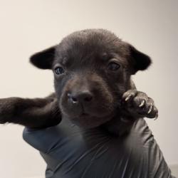 Shelter Stray Female Dog last seen Near El Cajon Boulevard, San Diego, CA, 92104, 5500 Gaines St, San Diego, CA 92110, USA