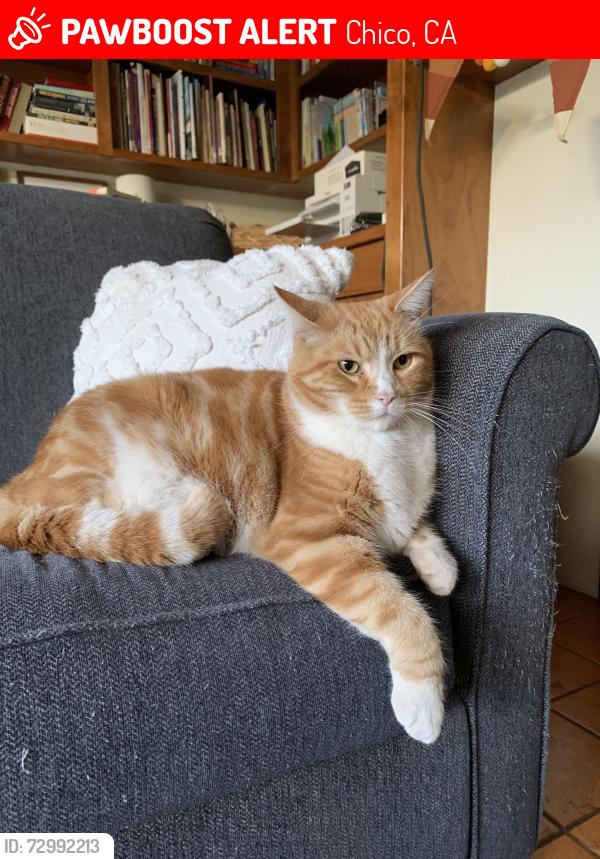 Lost Male Cat last seen Manzanita Ave, Chico, CA 95926