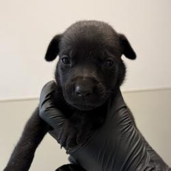 Shelter Stray Male Dog last seen Near El Cajon Boulevard, San Diego, CA, 92104, 5500 Gaines St, San Diego, CA 92110, USA