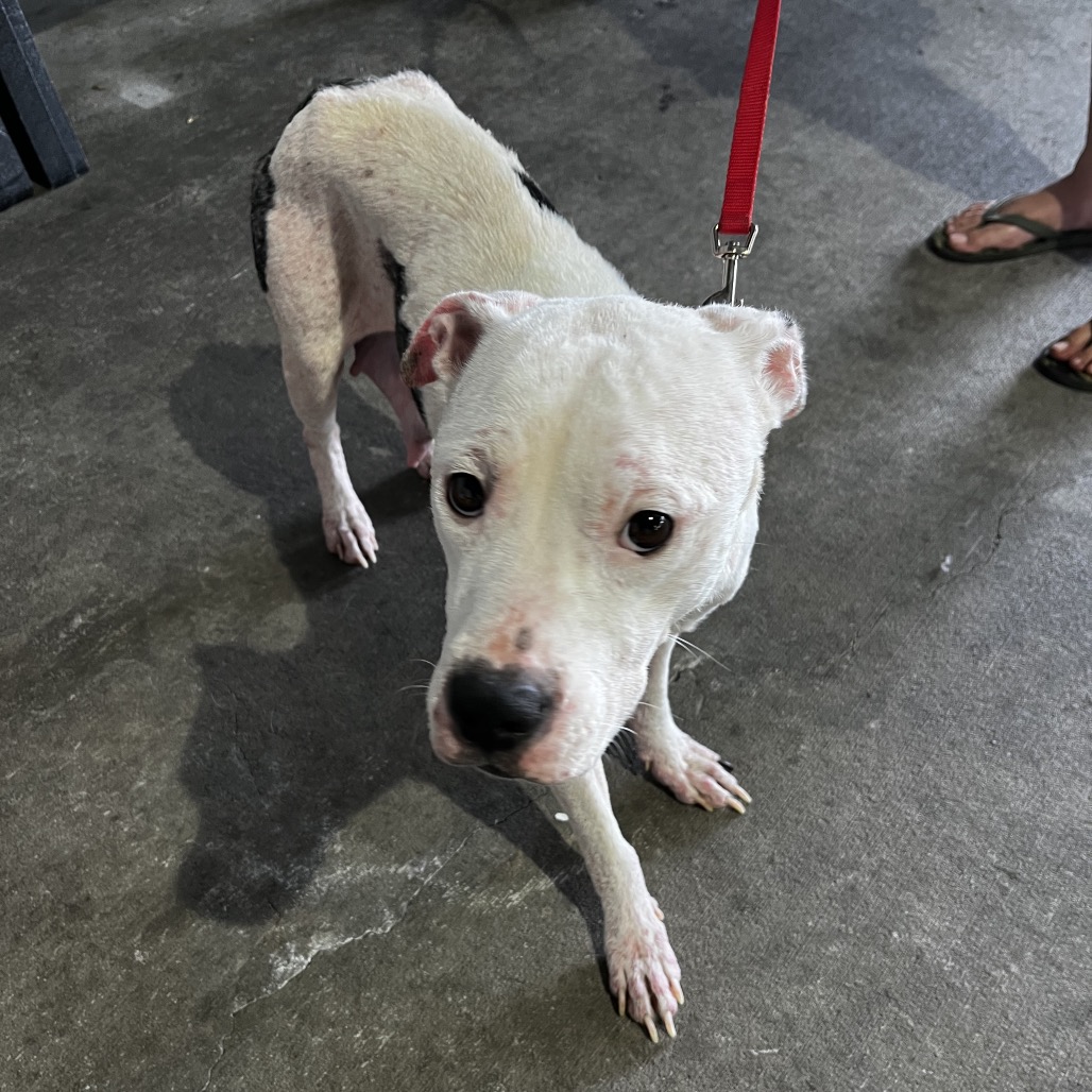Shelter Stray Female Dog last seen , 3607 N Armenia Ave, Tampa, FL 33607, USA