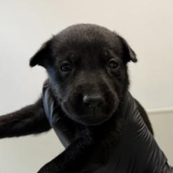 Shelter Stray Male Dog last seen Near El Cajon Boulevard, San Diego, CA, 92104, 5500 Gaines St, San Diego, CA 92110, USA