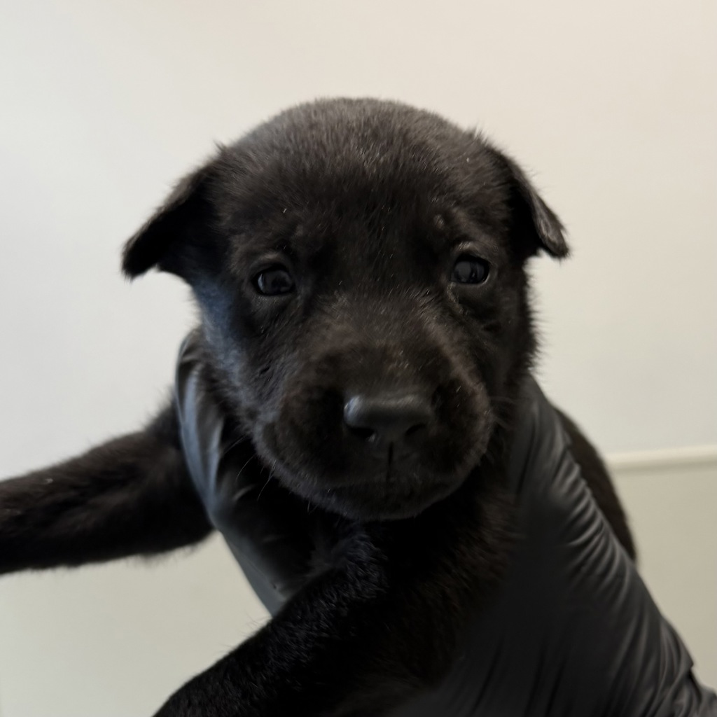 Shelter Stray Male Dog last seen Near El Cajon Boulevard, San Diego, CA, 92104, 5500 Gaines St, San Diego, CA 92110, USA