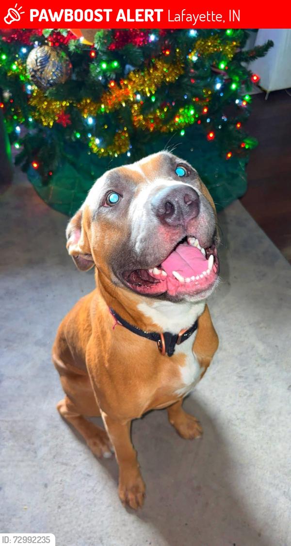 Lost Male Dog last seen Jefferson high school, Lafayette, IN 47909