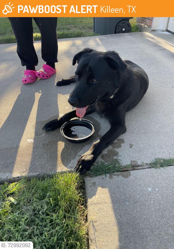Found/Stray Male Dog last seen Across from Rees’s Creek Elementary, Killeen, TX 76542