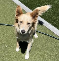 Shelter Stray Female Dog last seen Severin Drive, La Mesa, CA, 91942, El Cajon, CA 92020, USA