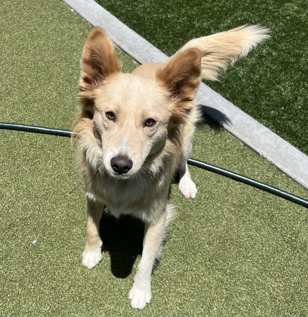 Shelter Stray Female Dog last seen Severin Drive, La Mesa, CA, 91942, El Cajon, CA 92020, USA