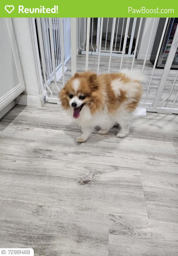 Reunited Male Dog last seen Grassy view and turtle pass, Fort Worth, TX 76177