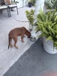 Found/Stray Male Dog last seen hses on 45th ave and 185th st, Miami Gardens, FL 33055