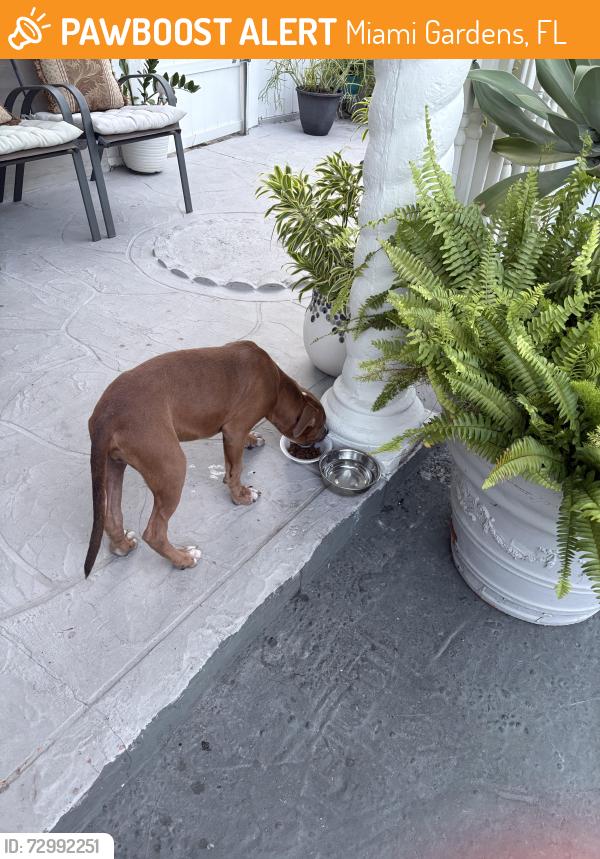 Found/Stray Male Dog last seen hses on 45th ave and 185th st, Miami Gardens, FL 33055