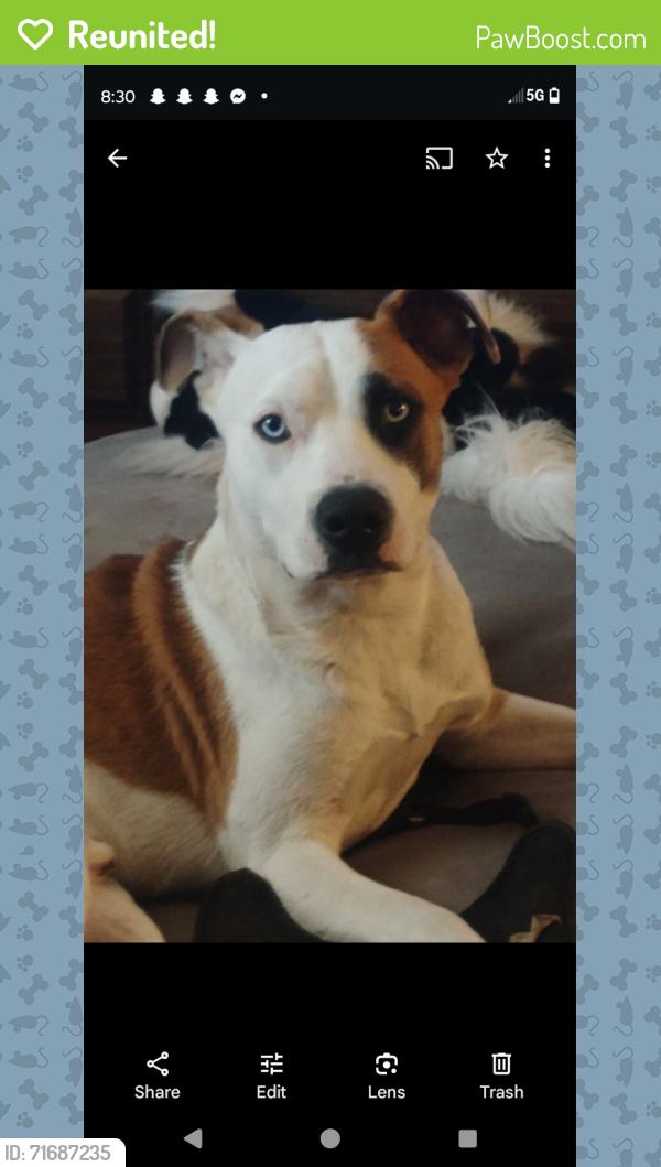 Reunited Male Dog last seen Front Street, Kansas City, MO 64120