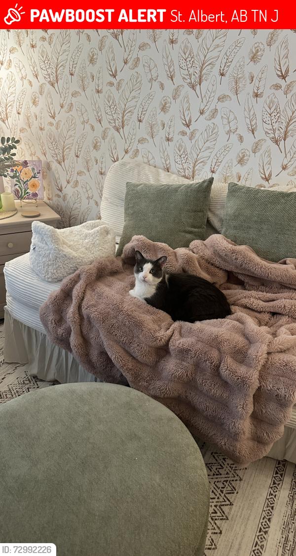 Lost Male Cat last seen Dundas, Donald, Villeneuve road, St. Albert, AB T8N 6J5