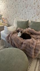 Lost Male Cat last seen Dundas, Donald, Villeneuve road, St. Albert, AB T8N 6J5