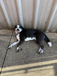 Found/Stray Female Dog last seen M&H Valve, Anniston, AL 36201