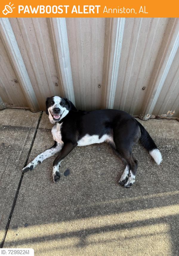 Found/Stray Female Dog last seen M&H Valve, Anniston, AL 36201