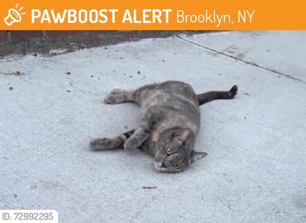 Found/Stray Female Cat last seen Avenue P, Brooklyn, NY 11223