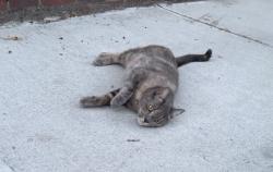Found/Stray Female Cat last seen Avenue P, Brooklyn, NY 11223