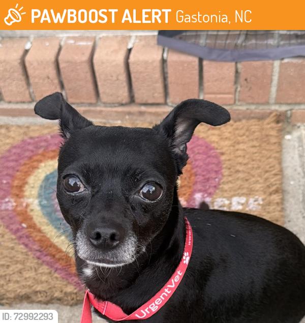 Found/Stray Male Dog last seen New hope and Armstrong park, Gastonia, NC 28054