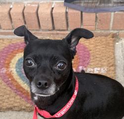 Found/Stray Male Dog last seen New hope and Armstrong park, Gastonia, NC 28054