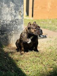 Lost Male Dog last seen They said they saw it rolling through the intersection in front of the FWB church on Princeton-Kenly Road, Kenly, NC 27542