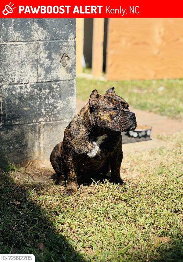 Lost Male Dog last seen They said they saw it rolling through the intersection in front of the FWB church on Princeton-Kenly Road, Kenly, NC 27542