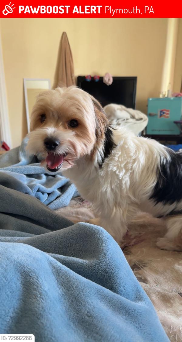 Lost Male Dog last seen Gaylord ave near the fire station and gas station , Plymouth, PA 18651