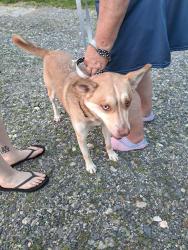 Reunited Male Dog last seen Near hughey rd, Alexander, NC, Alexander, NC 28701