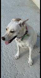 Found/Stray Female Dog last seen Clear water Canyon, Helotes, TX 78023