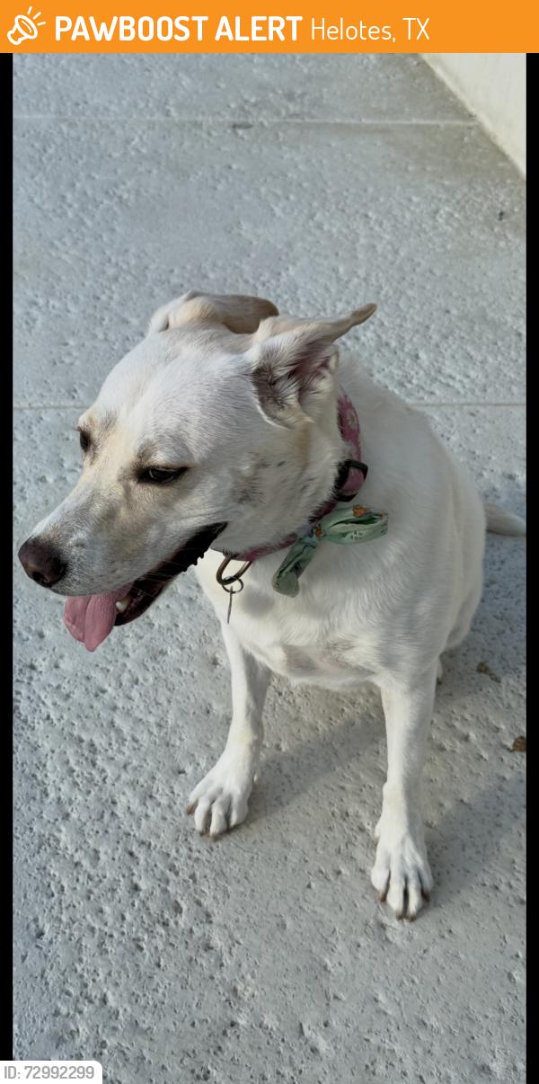 Found/Stray Female Dog last seen Clear water Canyon, Helotes, TX 78023