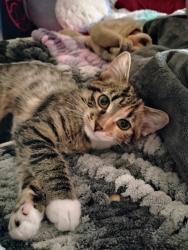 Lost Female Cat last seen 1st Ave South and 38th ave south, Billings, MT 59101