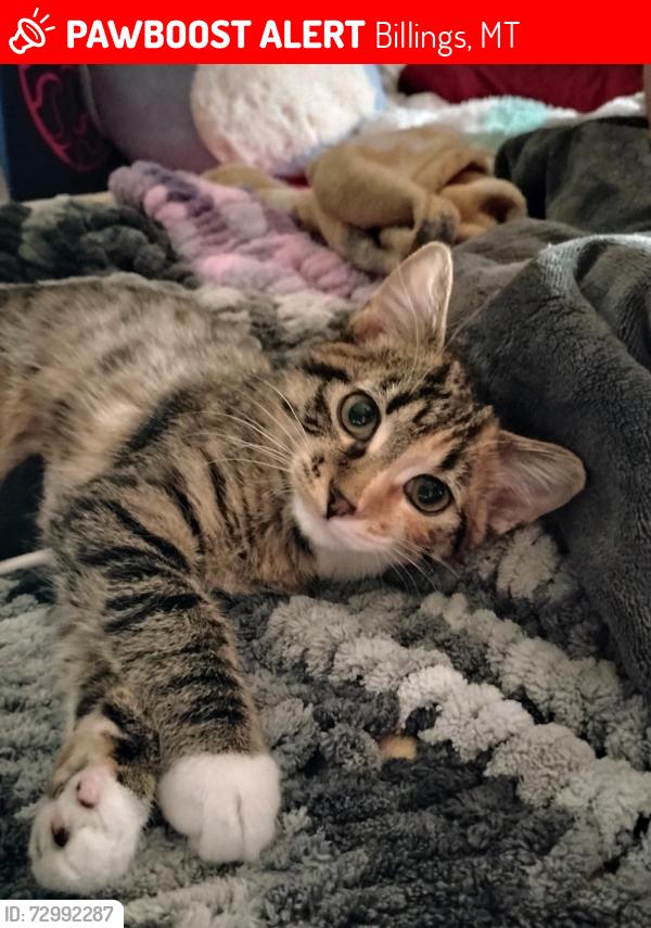 Lost Female Cat last seen 1st Ave South and 38th ave south, Billings, MT 59101