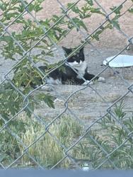 Found/Stray Unknown Cat last seen John and Dan st, Albuquerque, NM 87102