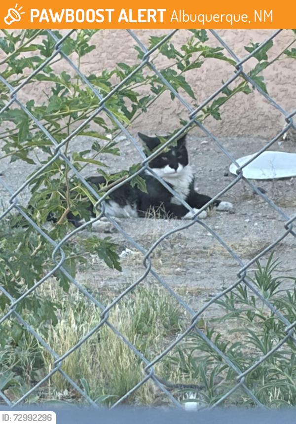 Found/Stray Unknown Cat last seen John and Dan st, Albuquerque, NM 87102