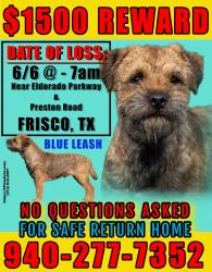 Lost Male Dog last seen Preston Road between ElDorado Parkway and Mockingbird Lane, Frisco, TX 75034