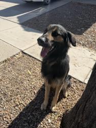 Reunited Male Dog last seen E Cabrillo Ct, Gilbert, AZ 85297, USA, Gilbert, AZ 85297