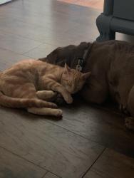 Lost Male Cat last seen Skyland park, Mobile, AL 36693