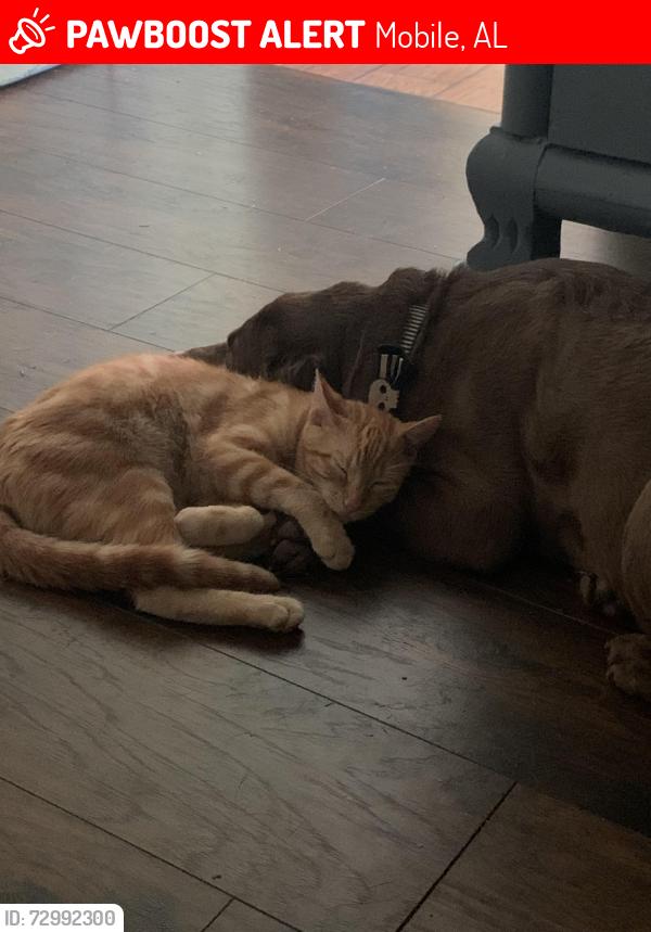 Lost Male Cat last seen Skyland park, Mobile, AL 36693
