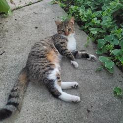 Found/Stray Male Cat last seen Adams Ave, E. Blake, Columbus, OH 43202