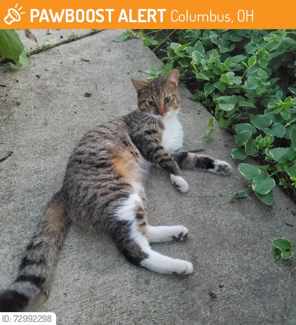 Found/Stray Male Cat last seen Adams Ave, E. Blake, Columbus, OH 43202