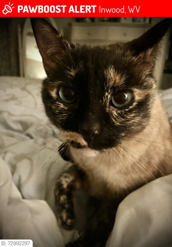 Lost Female Cat last seen Cedar Heights Inwood, Inwood, WV 25428