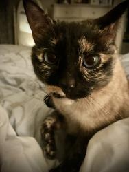 Lost Female Cat last seen Cedar Heights Inwood, Inwood, WV 25428