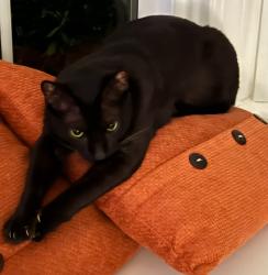 Lost Female Cat last seen Captain Lowman Rd , Lake Murray of Richland, SC 29036