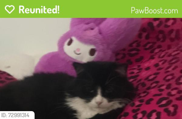 Reunited Male Cat last seen California And Pershing, Chicago, IL 60632